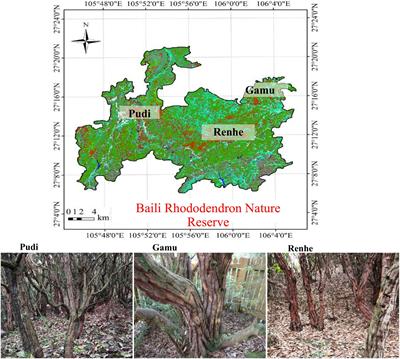 Allelopathic potential and allelochemical composition in different soil layers of Rhododendron delavayi forest, southwest China